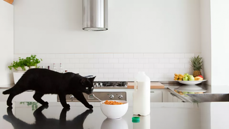 Finding the Perfect Kitchen Benchtop