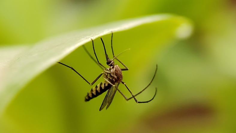 How to Control Mosquitoes Naturally